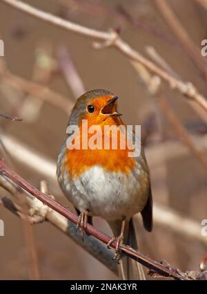 Duddingston, Edinburgh, Schottland, Großbritannien. 13. Februar 2023 Willkommen im Februar nach einer bewölkten Woche mit einer Morgentemperatur von 2 Grad Celsius, die sich bis zur Mittagszeit auf 9 Grad erwärmt. Im Bild: Ein Robin (Erithacus rubecula), der sein Herz aussingt. Kredit: Archwhite/alamy Live News. Stockfoto