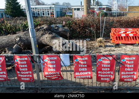 Ashingdon Road, Rochford, Southend on Sea, Essex, Großbritannien. 13. Februar 2023. Die Demonstranten haben versucht, eine alte Eiche vor dem Fällen zu schützen, um Platz für den Zugang zu einem 662-Immobilien-Wohnungsbau von Bloor Homes zu schaffen. Nach einer langen Wahlkampfphase wurde die Erlaubnis erteilt, heute mit der Entfernung des holt Farm Eiche Tree zu beginnen. Die Demonstranten hatten den Baum umstellt, wobei einer in den Ästen kampierte, haben jedoch beschlossen, in Frieden zu protestieren, nachdem gegen sie ein Verfahren vor dem Obersten Gerichtshof anhängig war. Sie glauben, der rat habe es vermieden, Alternativen zu erörtern. Gefallener Baum unter Protestzeichen Stockfoto