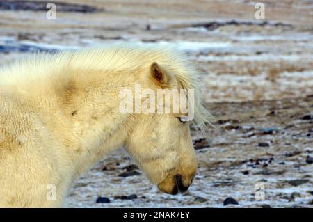 Islandpferd mit dickem Wintermantel, Schnee, Mähne, Dalvik, Island Stockfoto