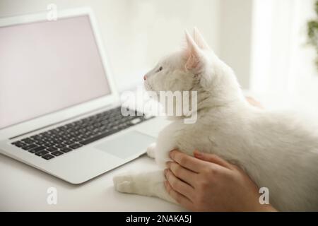 Die niedliche weiße Katze liegt neben dem Laptop und lenkt den Besitzer von der Arbeit ab Stockfoto