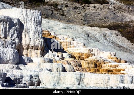 Federn. Teufel Daumen an den Mammoth Hot Springs. Yellowstone-Nationalpark. Wyoming. USA Stockfoto