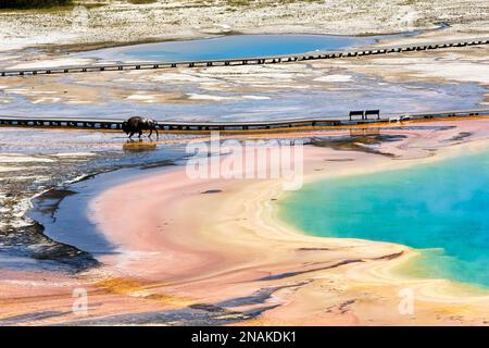 Ein Bison, der den Grand Prismatic Spring im Yellowstone-Nationalpark überquert. Wyoming. USA Stockfoto