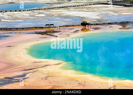 Ein Bison, der den Grand Prismatic Spring im Yellowstone-Nationalpark überquert. Wyoming. USA Stockfoto