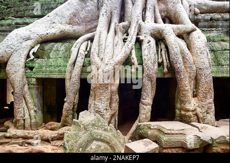 Wurzeln eines Spungs, der entlang der Dschungeltempel von Ta Prohm läuft. Siem Reap. Kambodscha Stockfoto