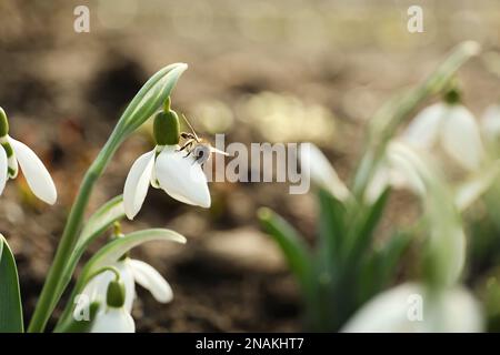 Bienen auf wunderschönem Schneefall draußen, Nahaufnahme. Platz für Text Stockfoto