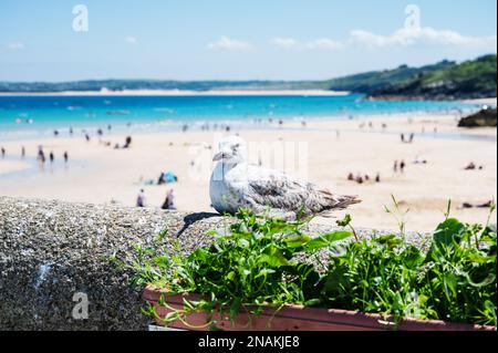 Seegras aus nächster Nähe in St. Ives, Strand mit weißem Sand, blauem Meer und verschwommenen Menschen im Hintergrund. West Cornwall Süd-West England, selektiver Fokus auf Vogel Stockfoto