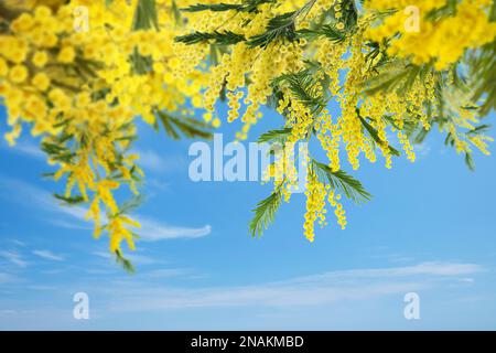 Wunderschöne helle Mimosablüten im Freien an sonnigen Tagen Stockfoto