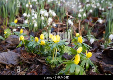 Gelbe Blüten von Winterakoniten, Erenthis hyemalis und weiße Schneetropfen, galanthus nivalis, eingebürgert in einem britischen Waldgarten im Februar Stockfoto