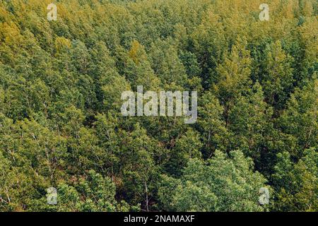 Laubbaumholz Waldlandschaft von oben, Drohne pov Fotografie von Baumwipfeln im Wind schwanken Stockfoto