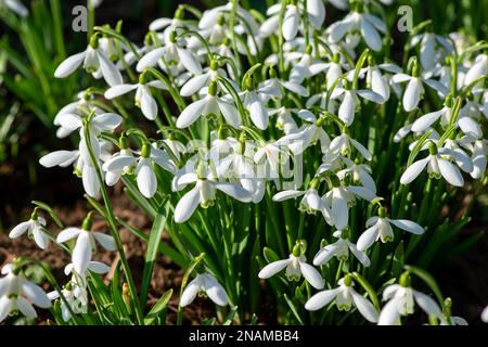 Stubbings, Maidenhead, Berkshire, Großbritannien. 13. Februar 2023. Es war ein schöner sonniger Morgen in Stubbings, Maidenhead. Das Gelände und der Friedhof der St. James der weniger Kirche in Stubbings haben Teppiche aus hübschen Schneeglöckchen, Krokusse und Frühlingsblumen. Kredit: Maureen McLean/Alamy Live News Stockfoto