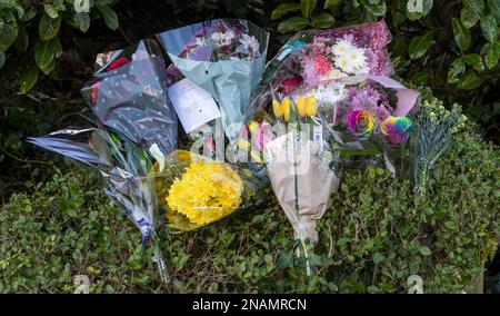 Blumengewächse an der Szene im Culcheth Linear Park in Warrington, Cheshire nach dem Tod von Brianna Ghey, 16, die von Mitgliedern der Öffentlichkeit gefunden wurde, als sie am Samstag verwundet auf einem Pfad im Park lag. Ein Junge und ein Mädchen, beide 15 Jahre alt, wurden verhaftet, wegen Mordverdachts nach der tödlichen Stichverletzung. Foto: Montag, 13. Februar 2023. Stockfoto