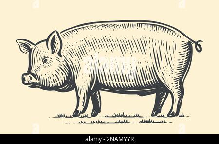Bauernhoftier-Skizze. Handgezogenes großes Schwein, das durchgehend vorne steht. Vektor-Vintage-Illustration Stock Vektor