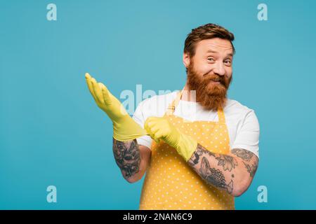 Ein fröhlicher bärtiger Mann in der Schürze, der in die Kamera schaut und Gummihandschuhe trägt, isoliert auf blauem Stockbild Stockfoto