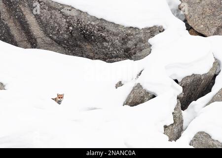 Auf Schnee, Rotfuchs in den wilden Alpen (Vulpes vulpes) Stockfoto