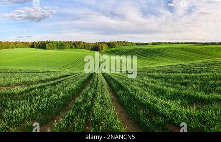 Panorama eines grünen ökologischen Weizenfeldes am Waldrand Stockfoto