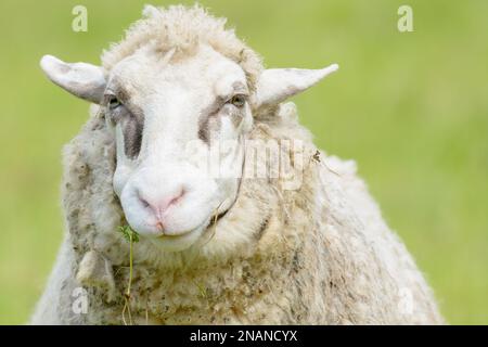 Porträt eines Schafes mit braunen Flecken um die Augen. Elsass, Frankreich. Stockfoto