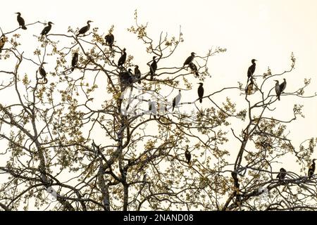 Großer Kormoran (Phalacrocorax carbo) Nistkolonie auf einem großen Baum im Frühling. Elsass, Frankreich. Stockfoto