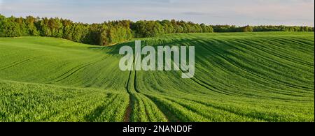 Panorama eines grünen ökologischen Weizenfeldes am Waldrand Stockfoto
