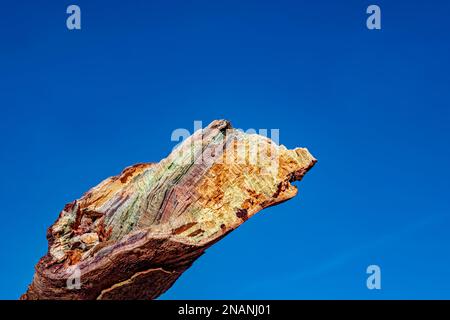 Nahaufnahme eines gebrochenen verrotteten Astes Stockfoto