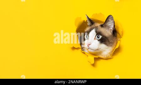 Porträt einer süßen Katze, die ein Loch durchbricht, mit gelbem Papierhintergrund, Panorama mit freiem Platz, Banner Stockfoto