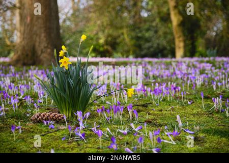 Narzissen und Krokusse im Park Stockfoto