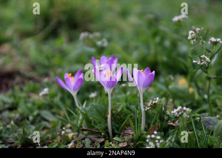 Lila Krokusse in der Blüte. Frühlingsblumen. Auf dem Hintergrund von grünem Gras. Freier Platz für Text. Für Saatgut- oder Zwiebelverpackungen. Stockfoto