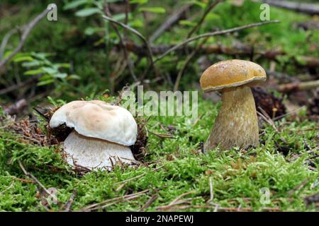 Zwei junge Pilze, die oft miteinander verwechselt werden, wachsen im Wald. Auf der linken Seite ist ein essbarer cep, auf der rechten ein ungenießbarer Bitterbolet. Stockfoto