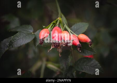 Bild einer wilden Rosenpflanze mit Schwerpunkt auf dem Rosehip. Die Hagebutte oder Hagebutte, auch Rosenhaw und Rosenhep genannt, ist die Nebenfrucht des V Stockfoto