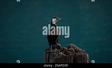 Aus nächster Nähe sehen Sie den schwarz-weißen australischen Rattenschwanz Kormorantvogel, der auf einem Holzstumpf in Fortune Bobs Cove, Mount Creighton Queenstown La steht Stockfoto