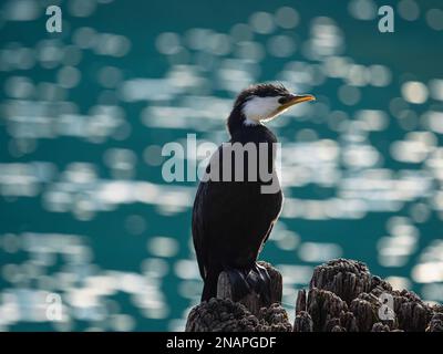 Aus nächster Nähe sehen Sie den schwarz-weißen australischen Rattenschwanz Kormorantvogel, der auf einem Holzstumpf in Fortune Bobs Cove, Mount Creighton Queenstown La steht Stockfoto