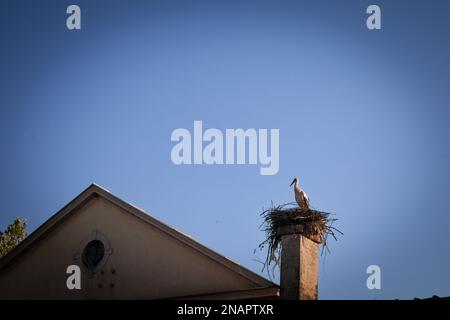 Bild eines stornnests mit dem Vogel, der an einem sonnigen Nachmittag darauf steht. Störche sind große, langbeinige, langhalsige Watvögel mit langen, stou Stockfoto