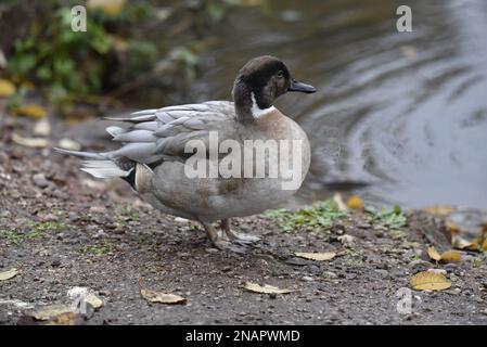 Nahaufnahme des rechten Profils einer Northern Pintail x Gadwall Hybrid Duck (Anas acuta x Anas strepera) am Ufer eines Sees in Großbritannien Stockfoto