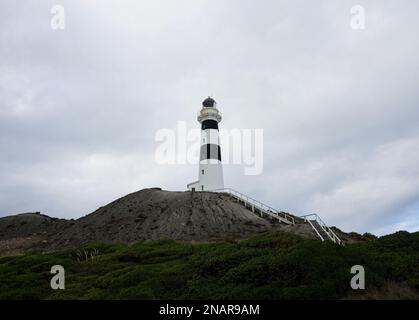 Panoramablick auf den schwarz-weißen Leuchtturm Cape Campbell am pazifik-Strand am Lake Grassmere Marlborough South Island Neuseeland Stockfoto