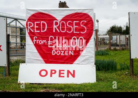 Denham, Buckinghamshire, Großbritannien. 12. Februar 2023. Da sich der Valentinstag nächste Woche am Dienstag nähert, verkauft ein Florist in Denham trotz der Krise der Lebenshaltungskosten ein Dutzend rote Rosen von £44, was viel höher ist als die Preise im Supermarkt. Kredit: Maureen McLean/Alamy Live News Stockfoto