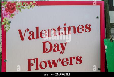 Denham, Buckinghamshire, Großbritannien. 12. Februar 2023. Da sich der Valentinstag nächste Woche am Dienstag nähert, verkauft ein Florist in Denham trotz der Krise der Lebenshaltungskosten ein Dutzend rote Rosen von £44, was viel höher ist als die Preise im Supermarkt. Kredit: Maureen McLean/Alamy Live News Stockfoto