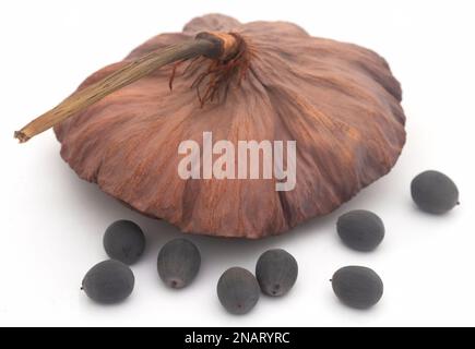 Lotus-Seed-Nahaufnahme auf weißem Hintergrund Stockfoto