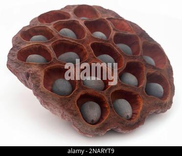 Lotus-Seed-Nahaufnahme auf weißem Hintergrund Stockfoto