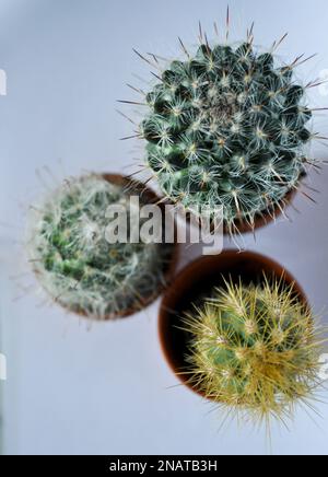 Ein Trio von Miniatur-Kakteen, die in einzelnen Terrakotta-Töpfen auf weißem Hintergrund mit Kopierbereich gezüchtet werden. Foto von oben aufgenommen Stockfoto