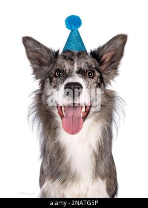 Lustige Kopfaufnahme eines jungen erwachsenen blauen Merle Border Collie Hundes, der einen blauen Glitzer-Partyhut trägt. Ich schaue direkt in die Kamera, die Zunge raus. Isoliert ein Stockfoto