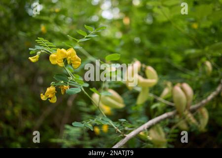 Colutea arborescens Blume und Frucht aus nächster Nähe Stockfoto