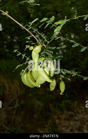 Colutea arborescens Blume und Frucht aus nächster Nähe Stockfoto