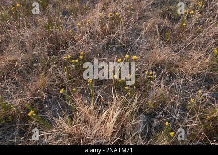 Gelbe Blüten von Galatella linosiris Stockfoto