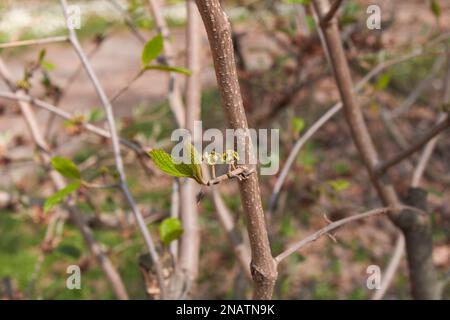 Hamamelis virginiana frische Blätter Stockfoto