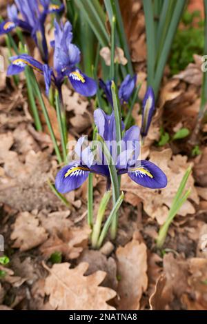 Iris reticulata blaue Blüten Stockfoto