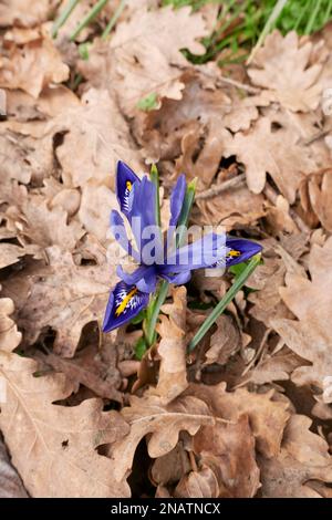 Iris reticulata blaue Blüten Stockfoto