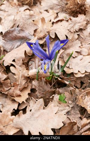 Iris reticulata blaue Blüten Stockfoto