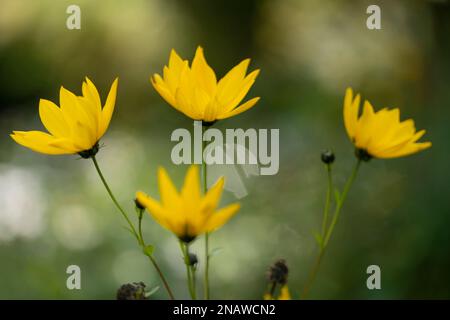 Gelbe Blumen im Hintergrund bei Vindolanda, Northumberland, England Stockfoto