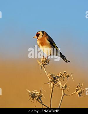 Goldfinch auf trockener Distel Stockfoto