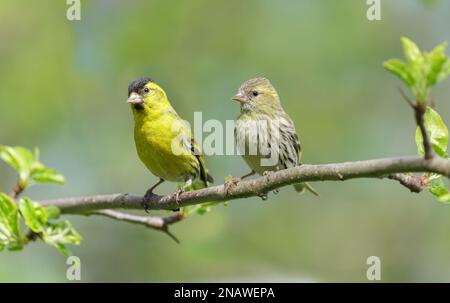 Zwei kleine Vögel, die auf einem Ast sitzen. Männlich und weiblich, eurasischer Siskin (Spinus spinus) Stockfoto