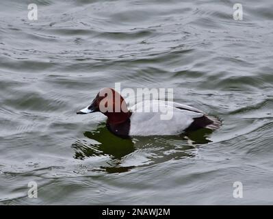 Gemeine Pochard männlich in Traunsee, Österreich Stockfoto